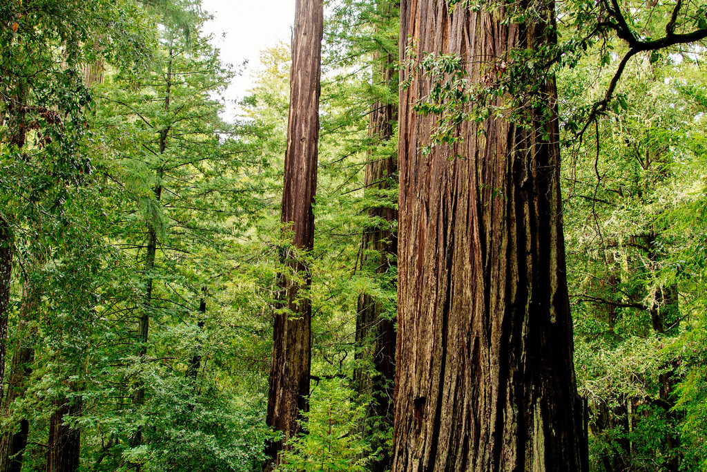 giant redwoods in california