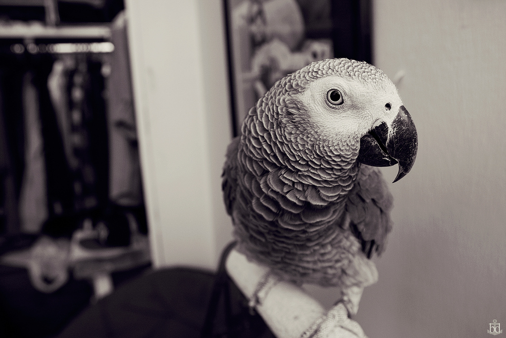 parrot in sepia